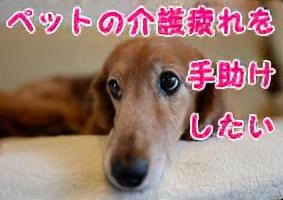 老犬介護士になるには？必要な資格と仕事内容、キャリアパスを徹底解説！